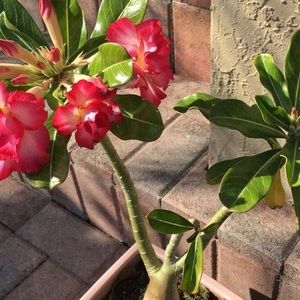 Meet your Posher, Jean